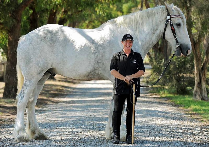 ein Shire Horse, ähnlich wie Larissa .jpg