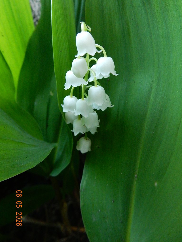 DSCN3265.JPG
