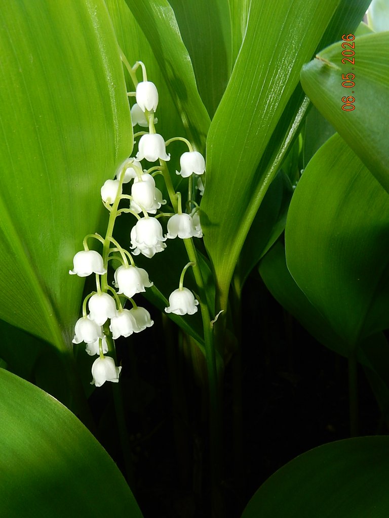DSCN3268.JPG