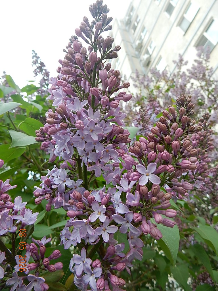 DSCN3285.JPG
