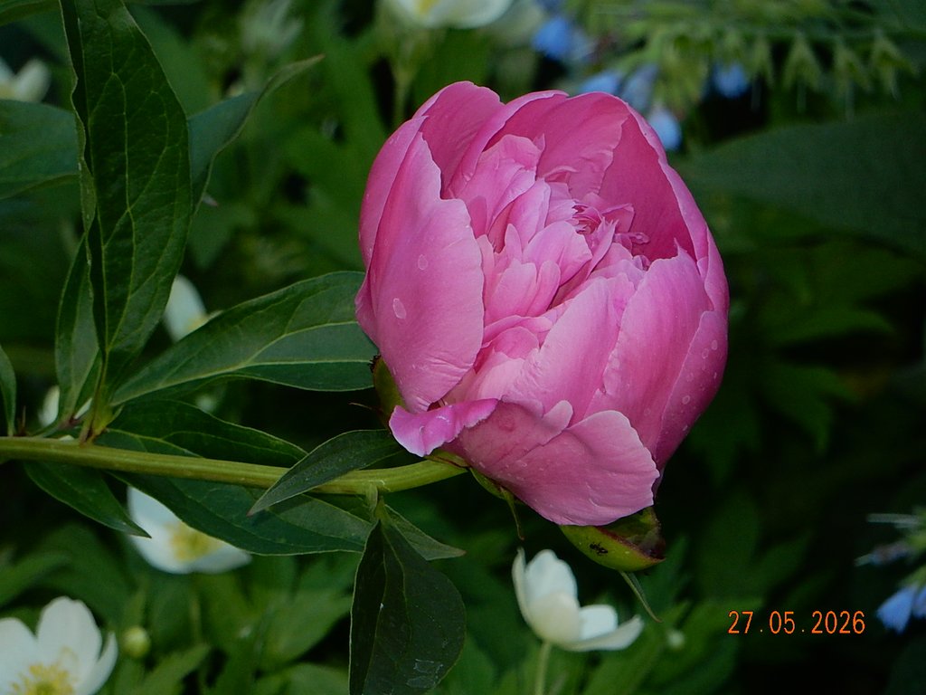 DSCN3401.JPG