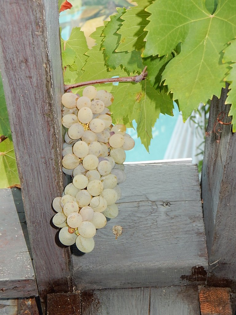 DSCN7438.JPG