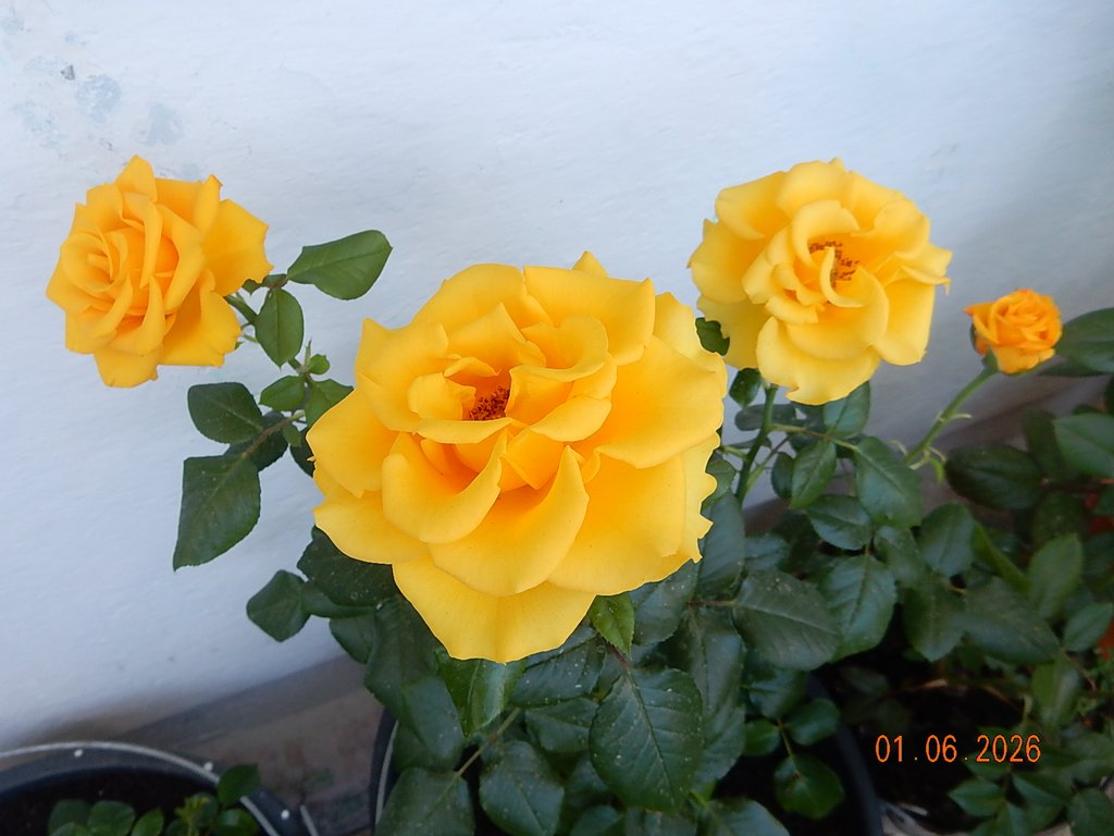 DSCN3446.JPG