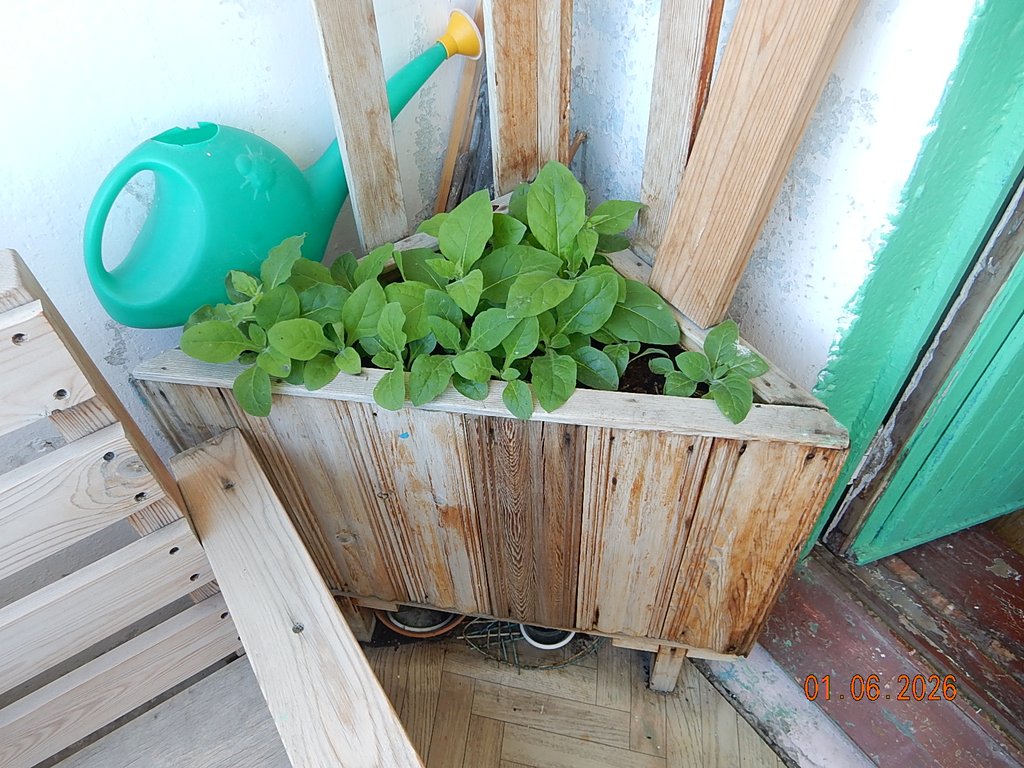 DSCN3455.JPG