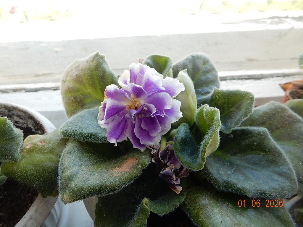 DSCN3456.JPG