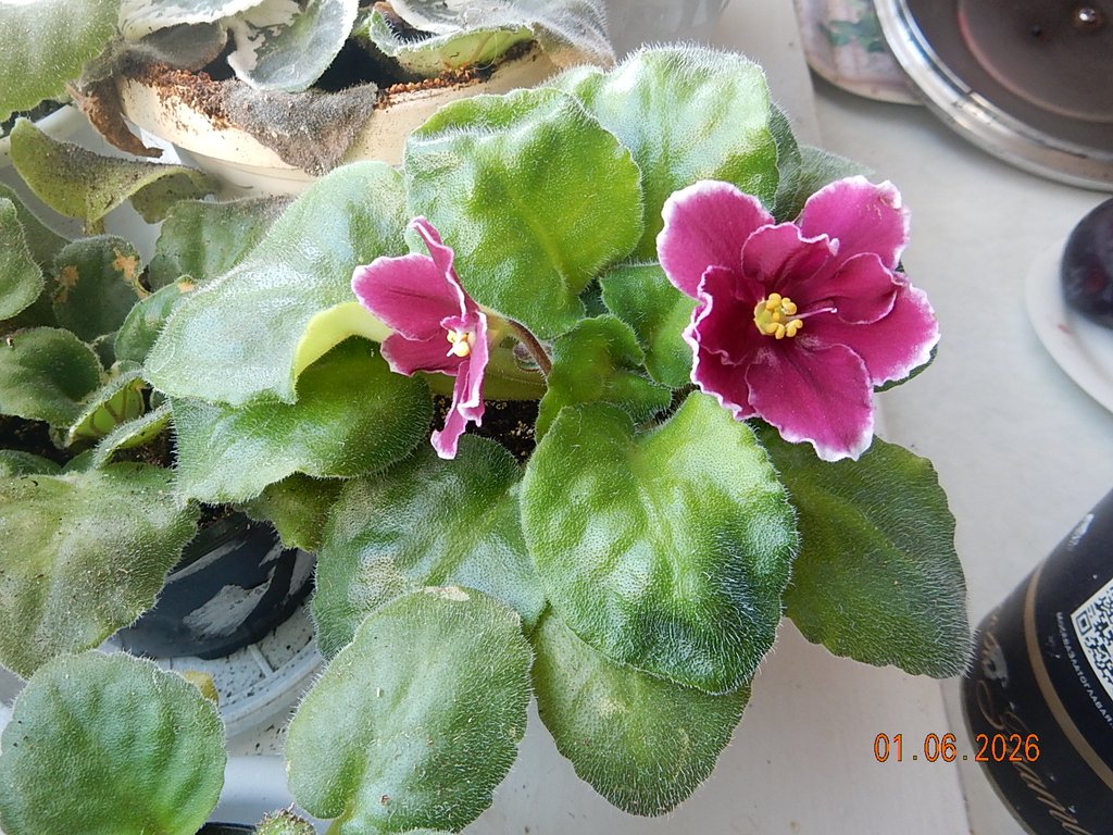 DSCN3460.JPG