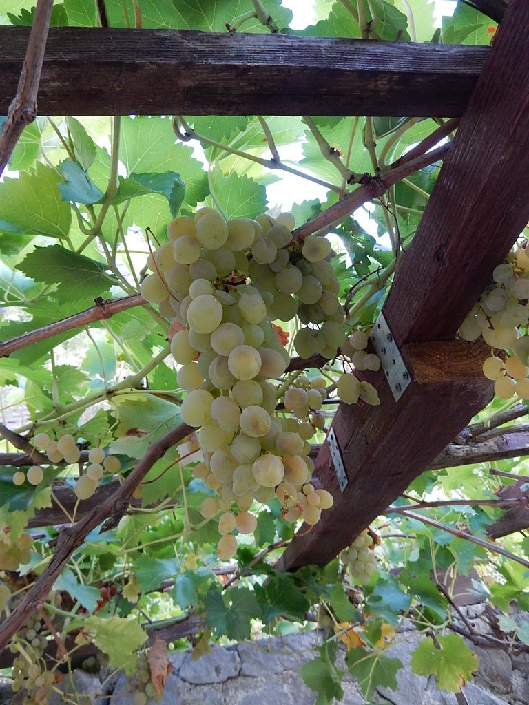 DSCN7474.JPG