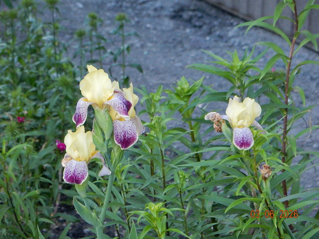 DSCN3466.JPG