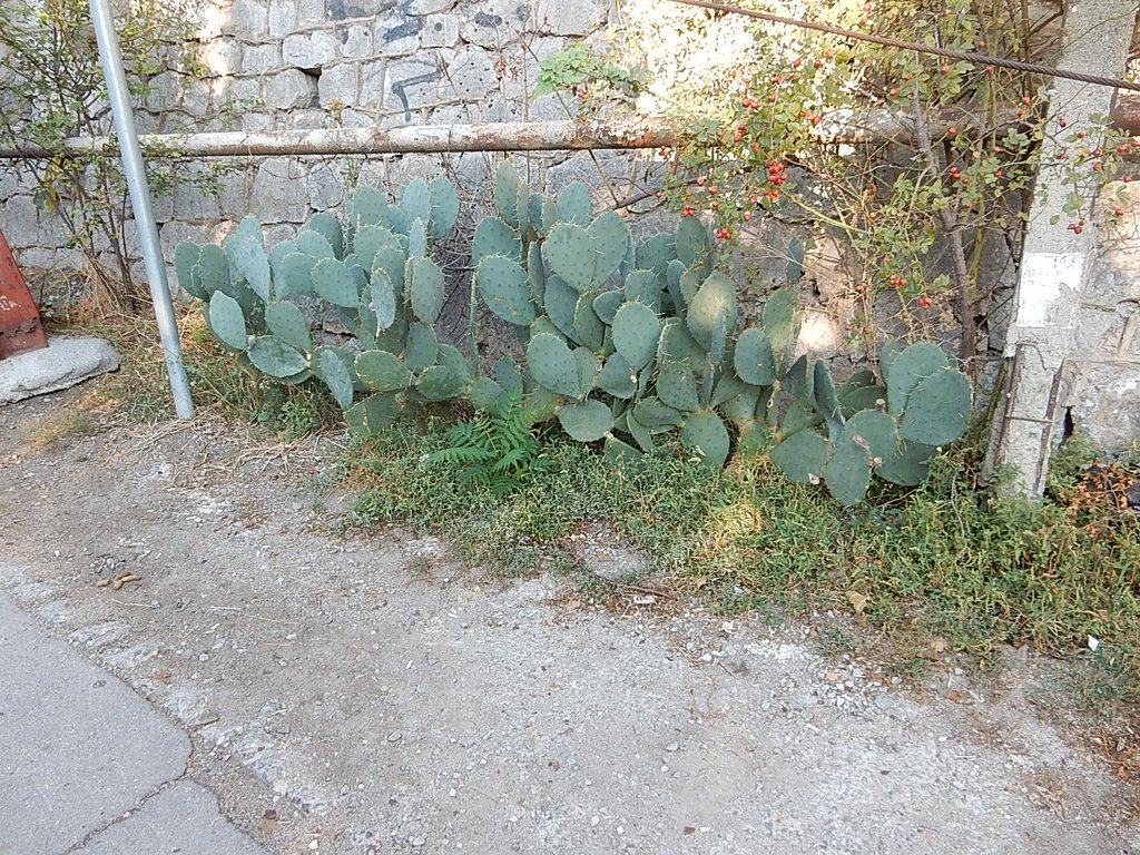 DSCN7492.JPG